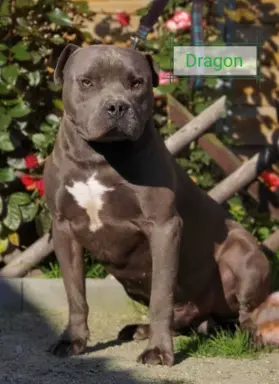 Amstaff śliczne i śilne szczeniaki 7