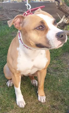 Amstaff śliczne i śilne szczeniaki 8