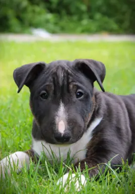 Bulterier Miniaturowy ZKwP/FCI 3