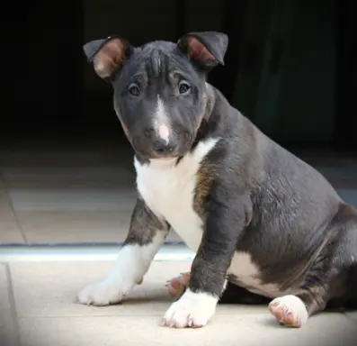 Bulterier Miniaturowy ZKwP/FCI 1