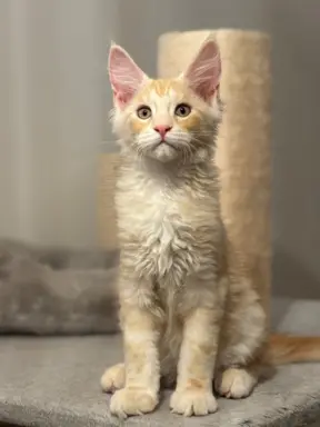 Kocurek Maine Coon z badaniami genetycznymi GOTOWY DO ODBIOR 1
