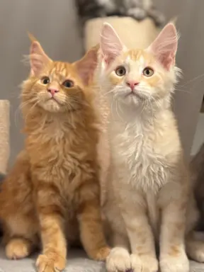 Kocurek Maine Coon z badaniami genetycznymi GOTOWY DO ODBIOR 2