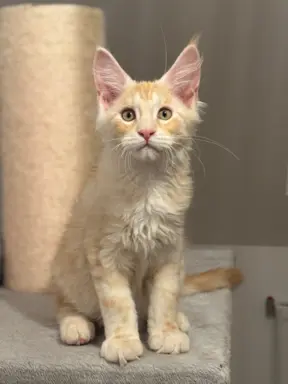 Kocurek Maine Coon z badaniami genetycznymi GOTOWY DO ODBIOR 3