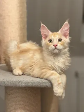 Kocurek Maine Coon z badaniami genetycznymi GOTOWY DO ODBIOR 4