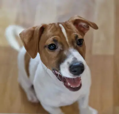 Jack Russell terrier 7