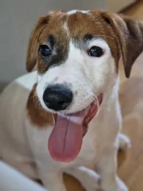 Jack Russell terrier 8