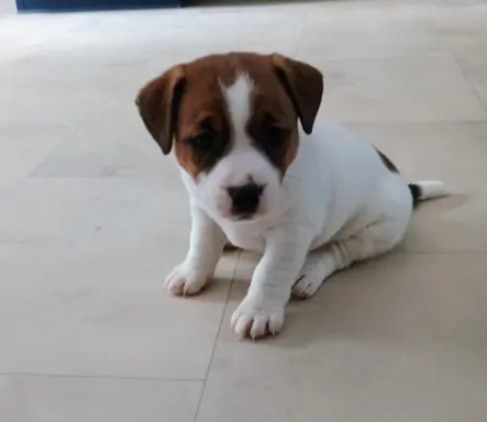 Jack Russell Terrier Suczka gładkowłosa 1