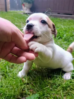 Jack Russell Terrier Suczka gładkowłosa 3