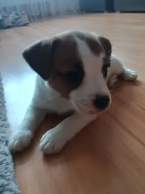Jack Russell Terrier Suczka gładkowłosa 4