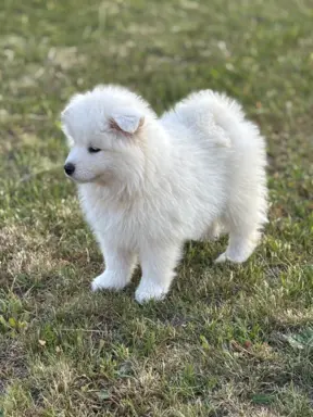 Szczenię Samoyed 5