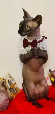 Sfinks kanadyjski 6