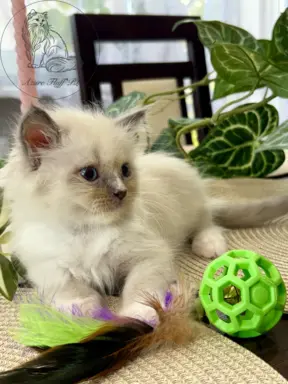 Kocurki Ragdoll - rodowód FPL/FIFe 1