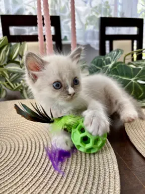 Kocurki Ragdoll - rodowód FPL/FIFe 9