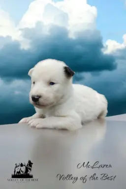 Łajka jakucka nie owczarek nie samojed nie border 2