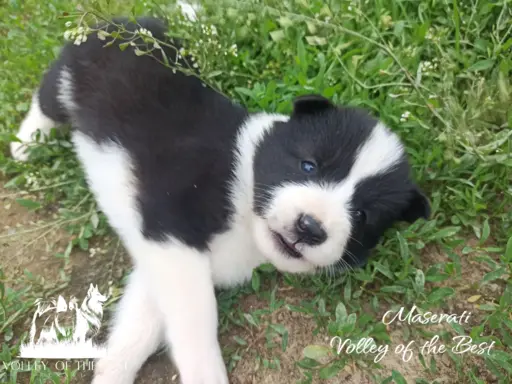 Łajka jakucka nie owczarek nie samojed nie border 4