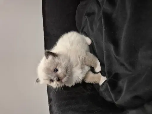 Kocurek ragdoll rodowód FIFE 1