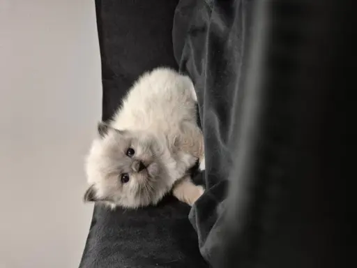 Kocurek ragdoll rodowód FIFE 4