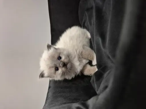 Kocurek ragdoll rodowód FIFE 2
