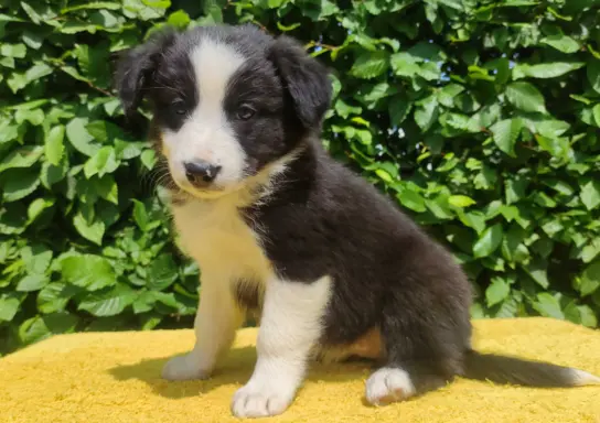 Rasowa suczka border collie z Hodowli, komplet dok. 2
