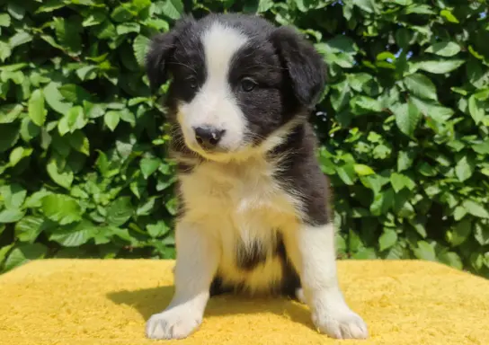 Rasowa suczka border collie z Hodowli, komplet dok. 3