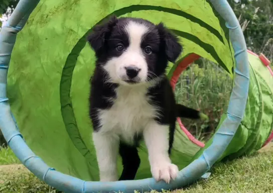 Rasowa suczka border collie z Hodowli, komplet dok. 1