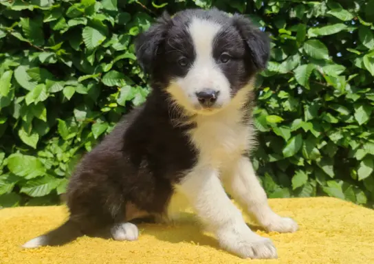 Rasowa suczka border collie z Hodowli, komplet dok. 4