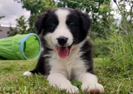 Rasowa suczka border collie z Hodowli, komplet dok. 6