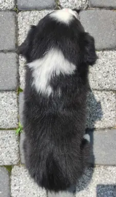 Rasowa suczka border collie z Hodowli, komplet dok. 5