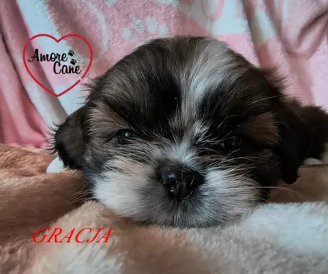 ŚLICZNE DZIEWCZYNY SHIH-TZU, 5