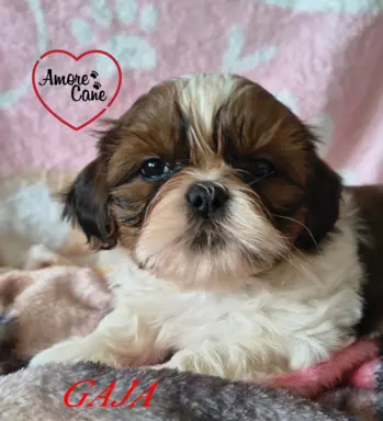 ŚLICZNE DZIEWCZYNY SHIH-TZU, 6