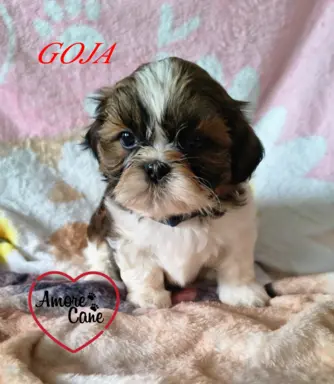 ŚLICZNE DZIEWCZYNY SHIH-TZU, 7