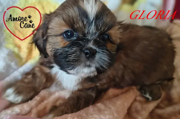 ŚLICZNE DZIEWCZYNY SHIH-TZU, 8