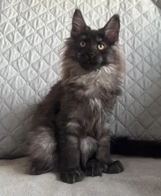 Kocięta Maine Coon z miotu D 1