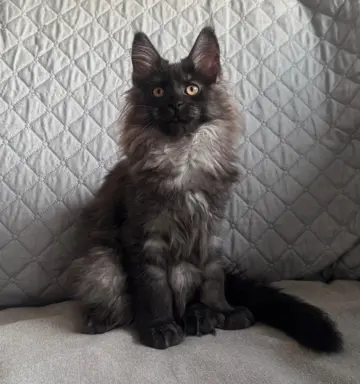 Kocięta Maine Coon z miotu D 2