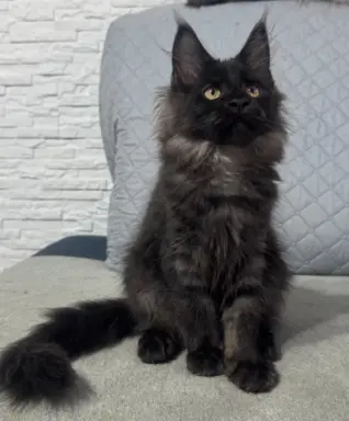 Kocięta Maine Coon z miotu D 3