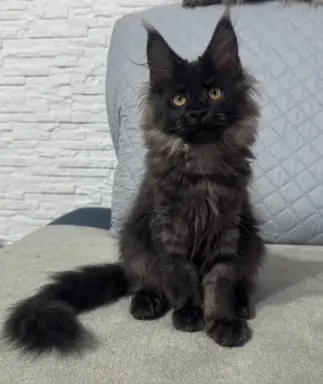 Kocięta Maine Coon z miotu D 4