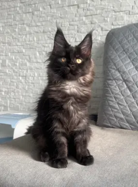 Kocięta Maine Coon z miotu D 5