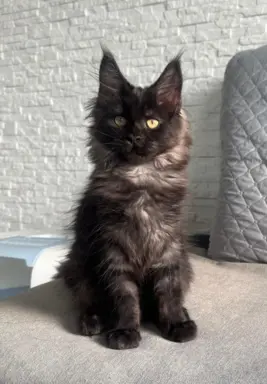 Kocięta Maine Coon z miotu D 6