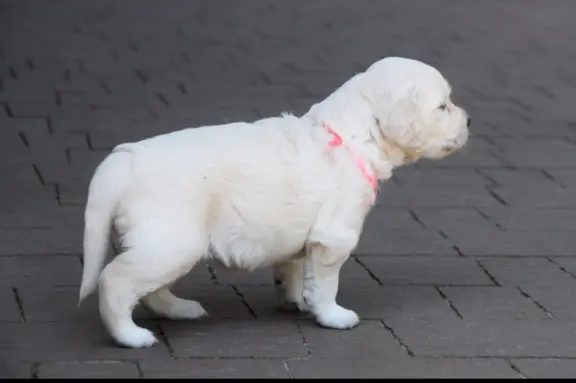 Golden Retriever szczenięta ZKWP FCI 6