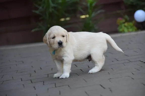 Golden Retriever szczenięta ZKWP FCI 4