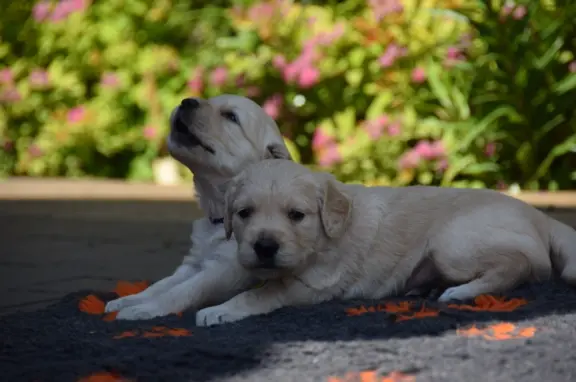 Golden Retriever szczenięta ZKWP FCI 3