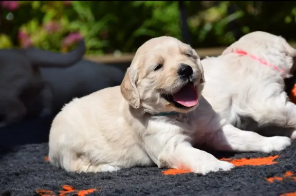 Golden Retriever szczenięta ZKWP FCI 2