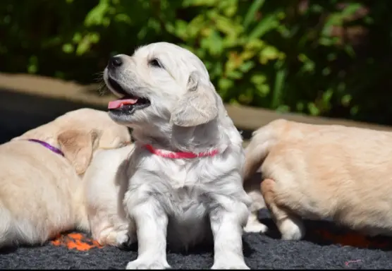 Golden Retriever szczenięta ZKWP FCI 1