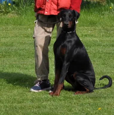 Dobermany po Championie z b. dobrym rodowodem ZKwP (FCI) 1