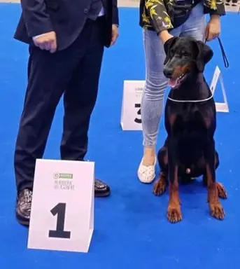 Dobermany po Championie z b. dobrym rodowodem ZKwP (FCI) 2