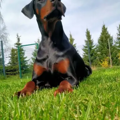 Dobermany po Championie z b. dobrym rodowodem ZKwP (FCI) 3