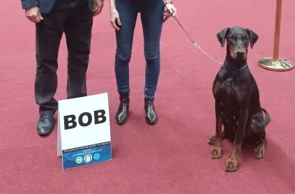 Dobermany po Championie z b. dobrym rodowodem ZKwP (FCI) 4