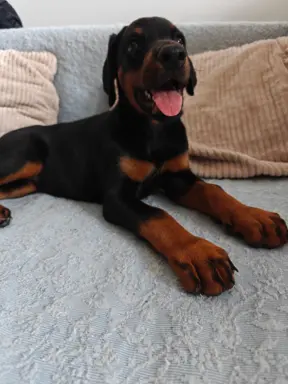Dobermany po Championie z b. dobrym rodowodem ZKwP (FCI) 5