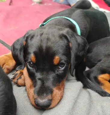 Dobermany po Championie z b. dobrym rodowodem ZKwP (FCI) 6