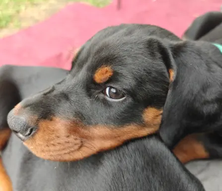 Dobermany po Championie z b. dobrym rodowodem ZKwP (FCI) 7
